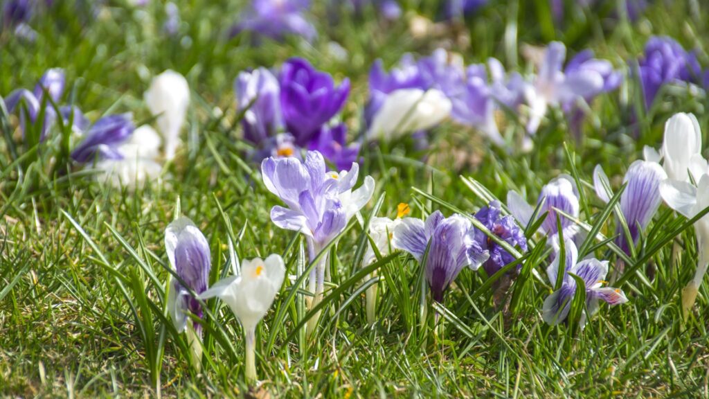 Návrh bez názvu (25)