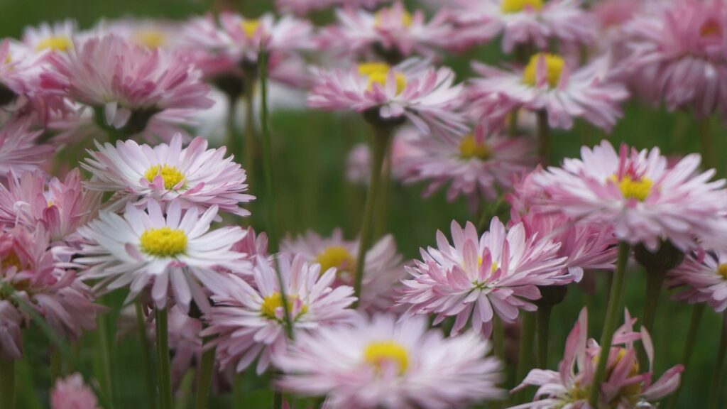 Návrh bez názvu (28)